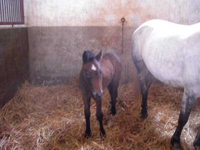 foal